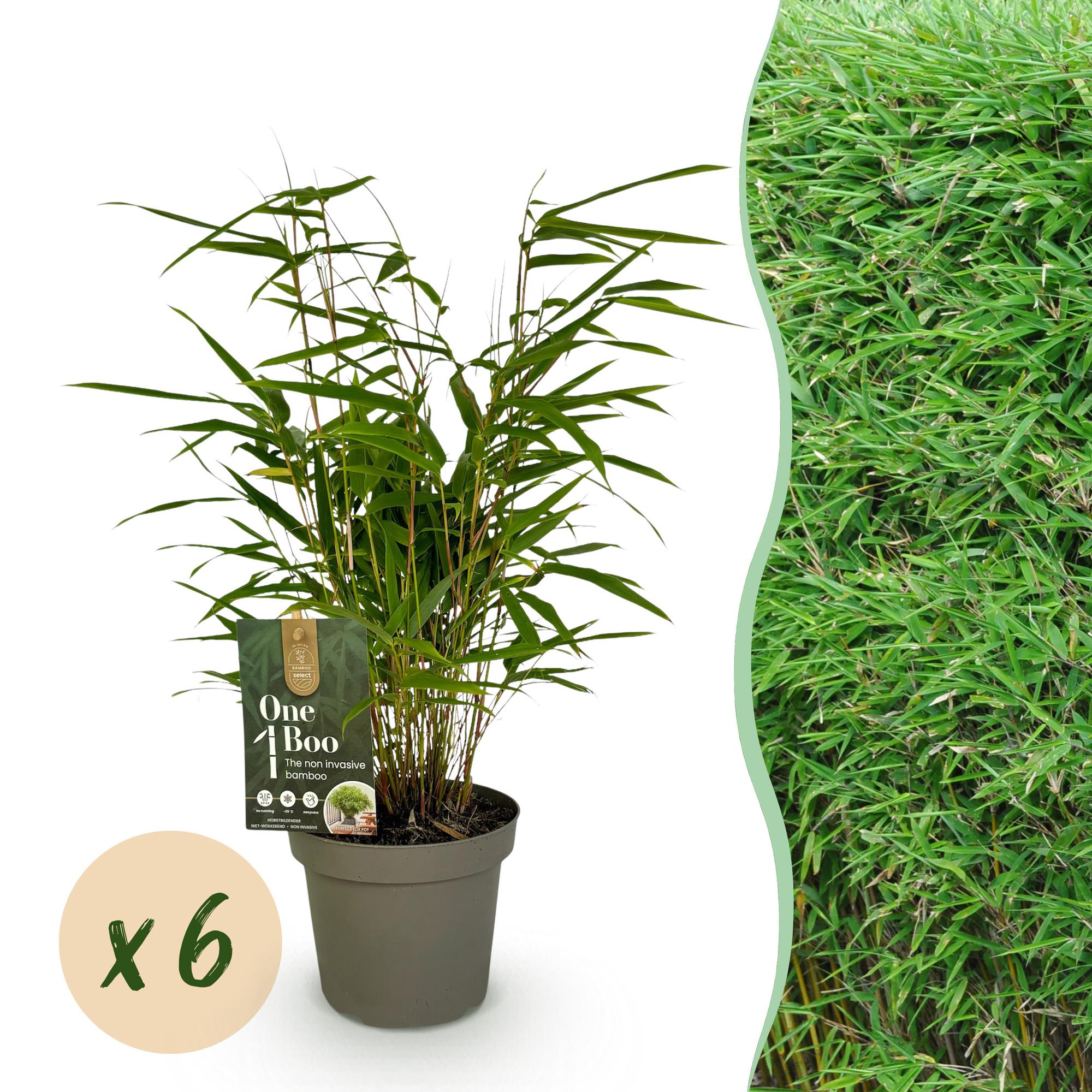 Bamboe - Fargesia Rufa - Bladhoudend - Niet Woekerend - Groen - 6 Planten - Pot 14cm - Hoogte 35cm
