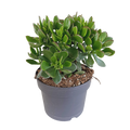 Crassula minova 17cm