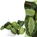 Kamerplant - Maranta Fascinator Silverband - Gebedsplant - Huisdiervriendelijke Plant - Groen - 1 Plant - met Potter Wit - Pot 12cm - Hoogte 25cm