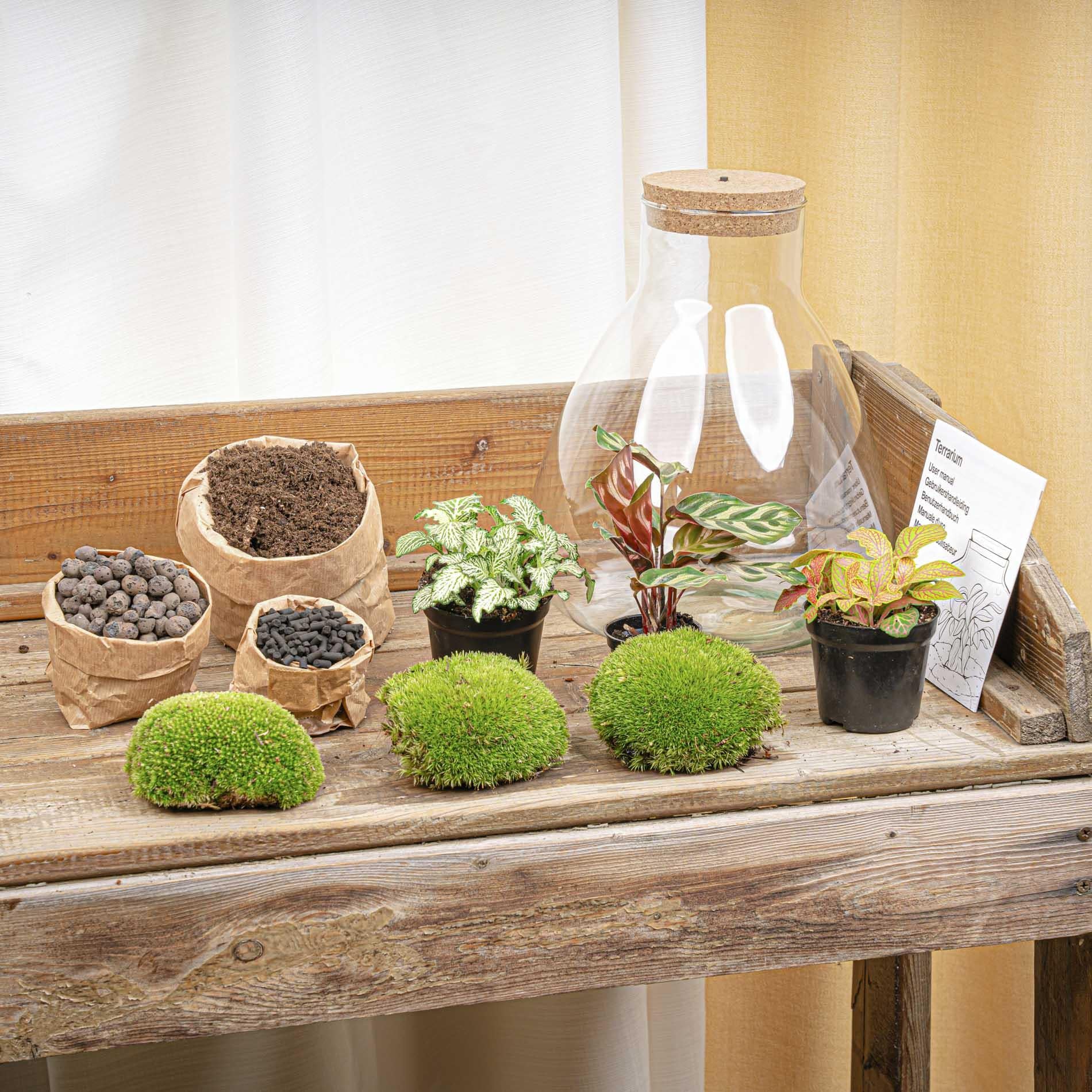 DIY Planten terrarium met licht - Sam Calathea - Ø 24,5 cm ↑ 30 cm - No tools