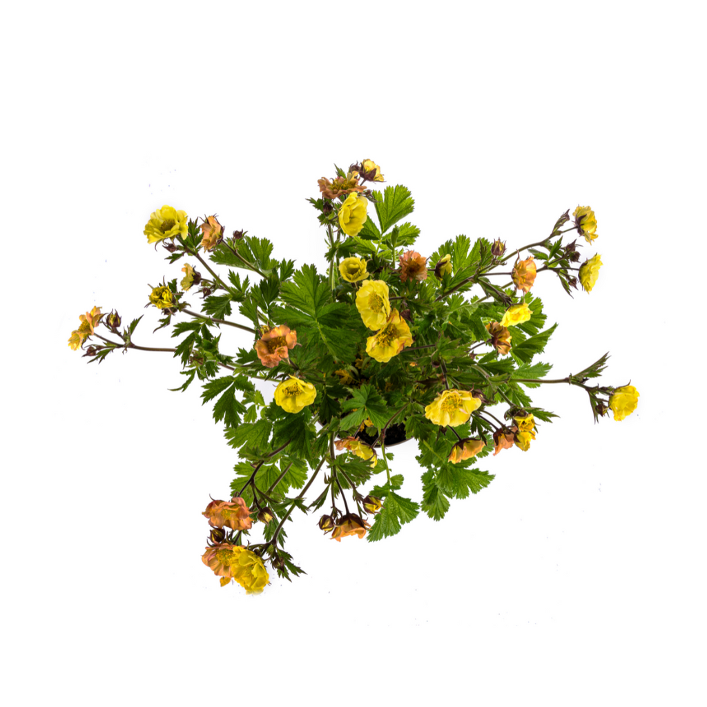 Geum Rivale Yellow Ø19cm - ↕50 - 70cm