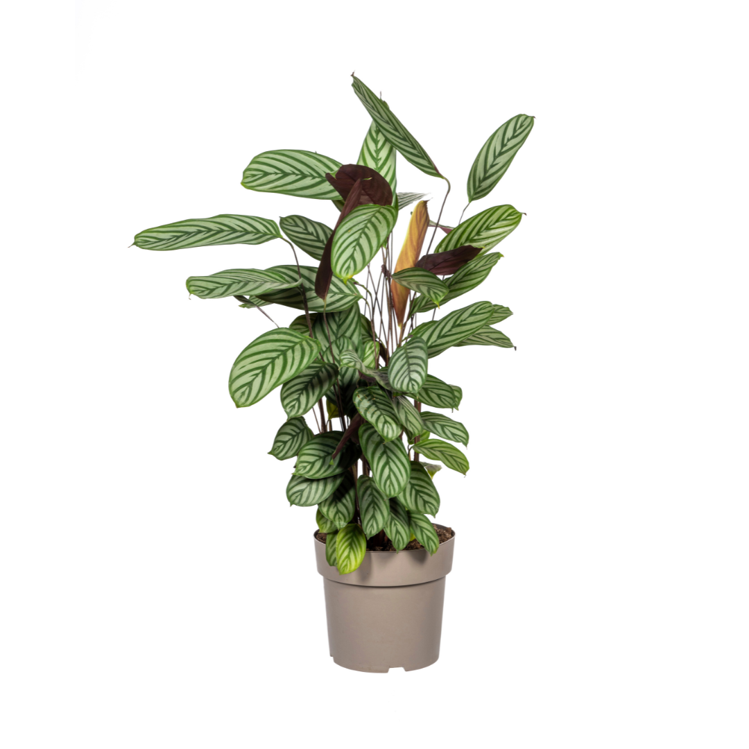 Calathea Oppenheimiana Ø24cm - ↕80 - 100cm