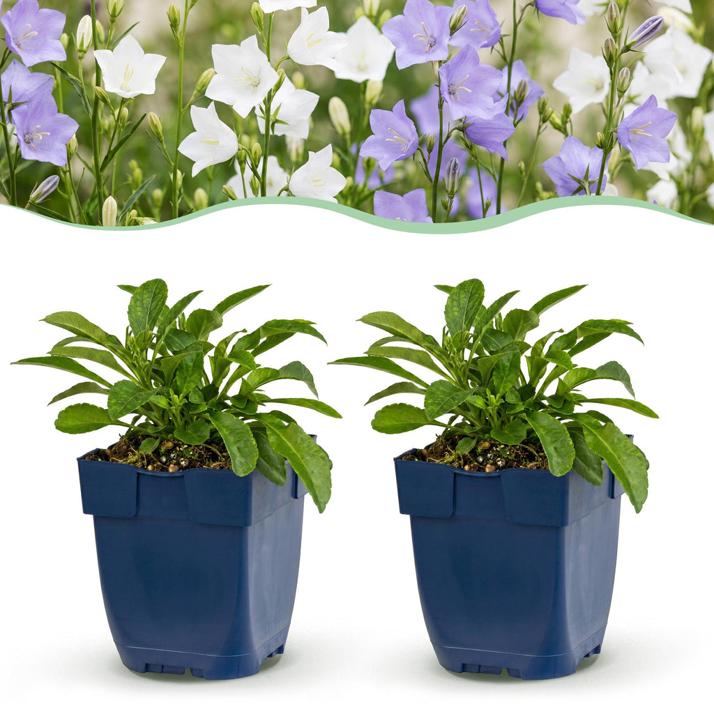 Vasteplant - Campanula persicaria Duo - Perzikbladklokje - Bijen- en vlinderlokkers - Blauw - Wit - 24 Planten - Pot 11cm - Hoogte 15-25cm