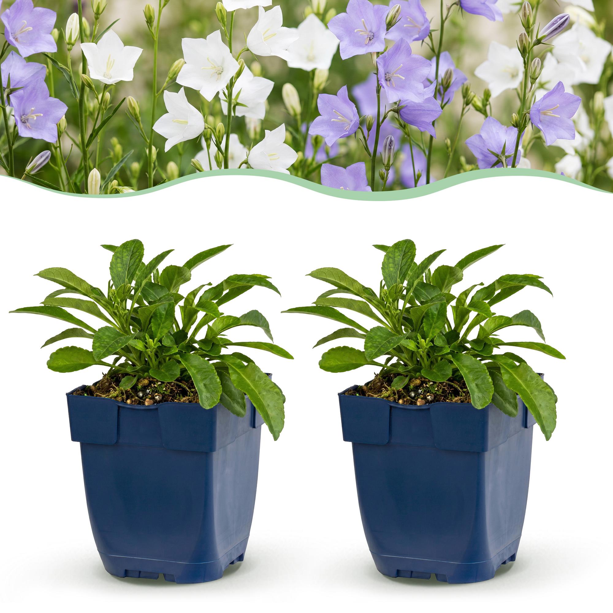 Vasteplant - Campanula persicaria Duo - Perzikbladklokje - Bijen- en vlinderlokkers - Blauw - Wit - 24 Planten - Pot 11cm - Hoogte 15-25cm