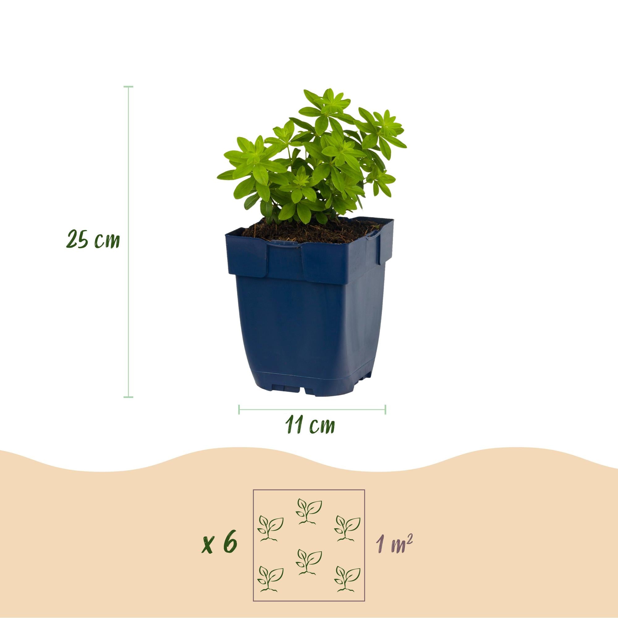 Vasteplant - Galium odoratum - Walstro - Bodembedekkend - Wit - 12 Planten - Pot 11cm - Hoogte 15-25cm