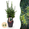 Haagplanten - Taxus media Hilii - blad groen - 6 planten - 1 strekkende meter - groenblijvend - pot 17cm hoogte 60cm