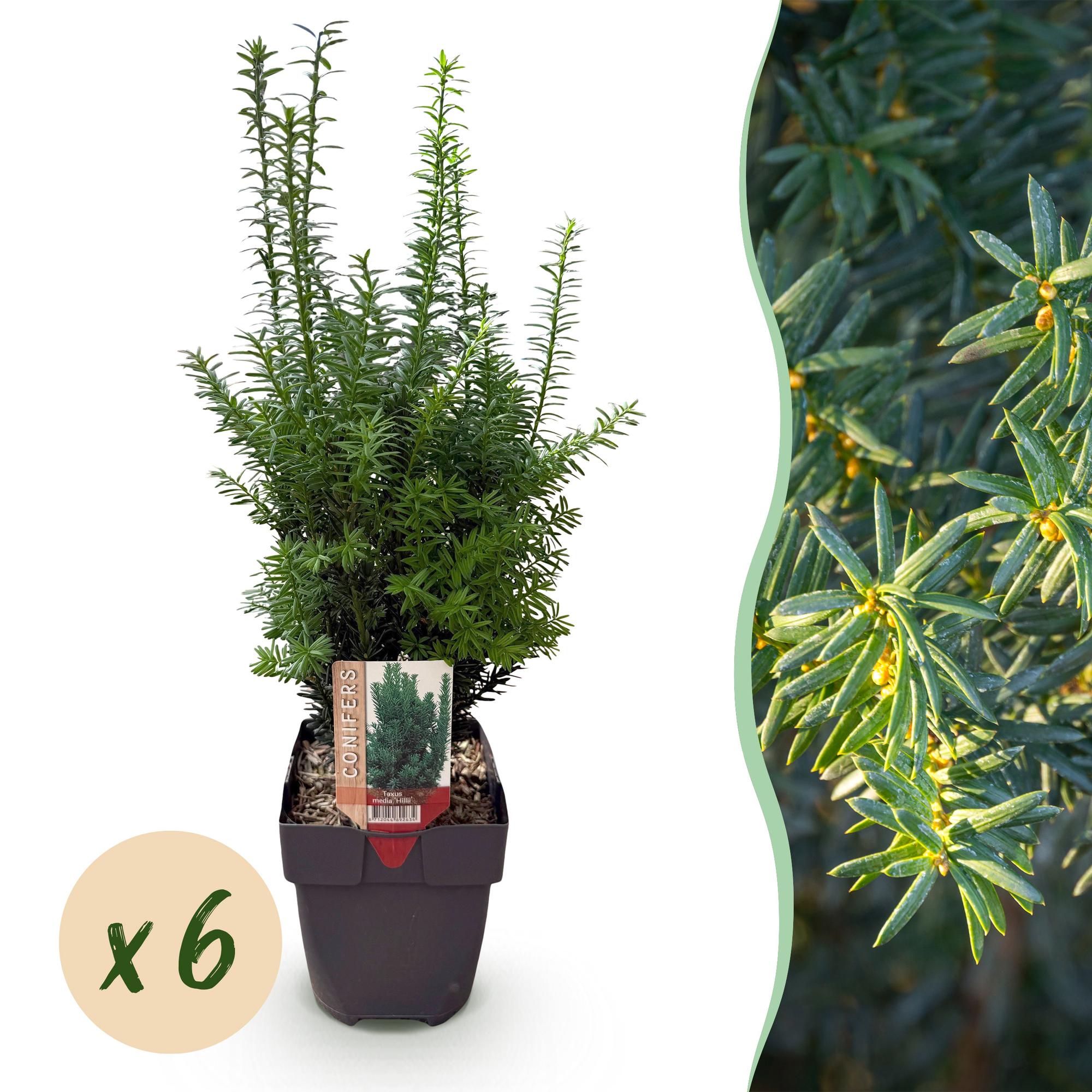Haagplanten - Taxus media Hilii - blad groen - 6 planten - 1 strekkende meter - groenblijvend - pot 17cm hoogte 60cm