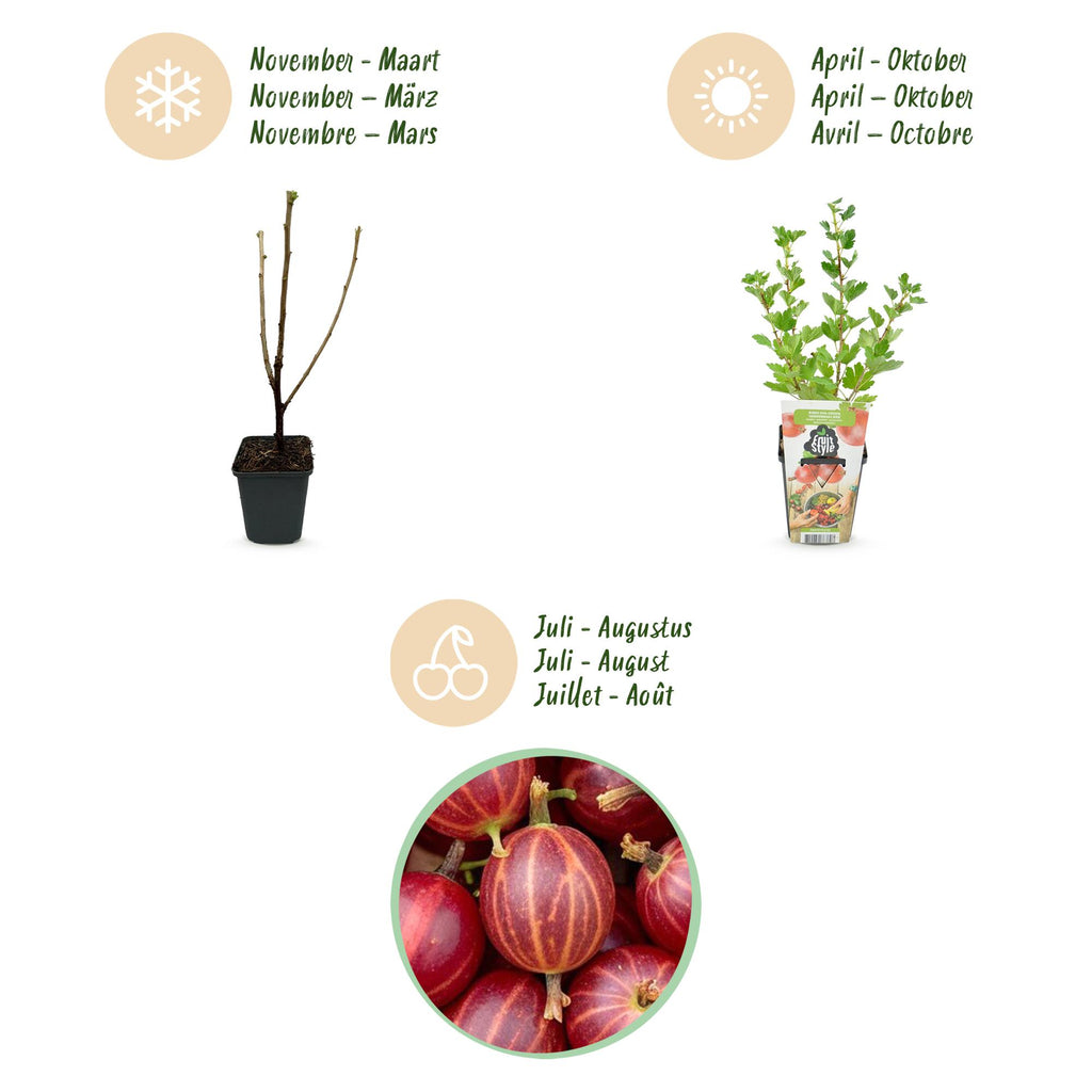 Fruitplanten - Kruisbes - Ribes uva-crispa Hinnonmaki Rod - Winterhard - 3 Planten - Pot 9 cm - Rode Bes