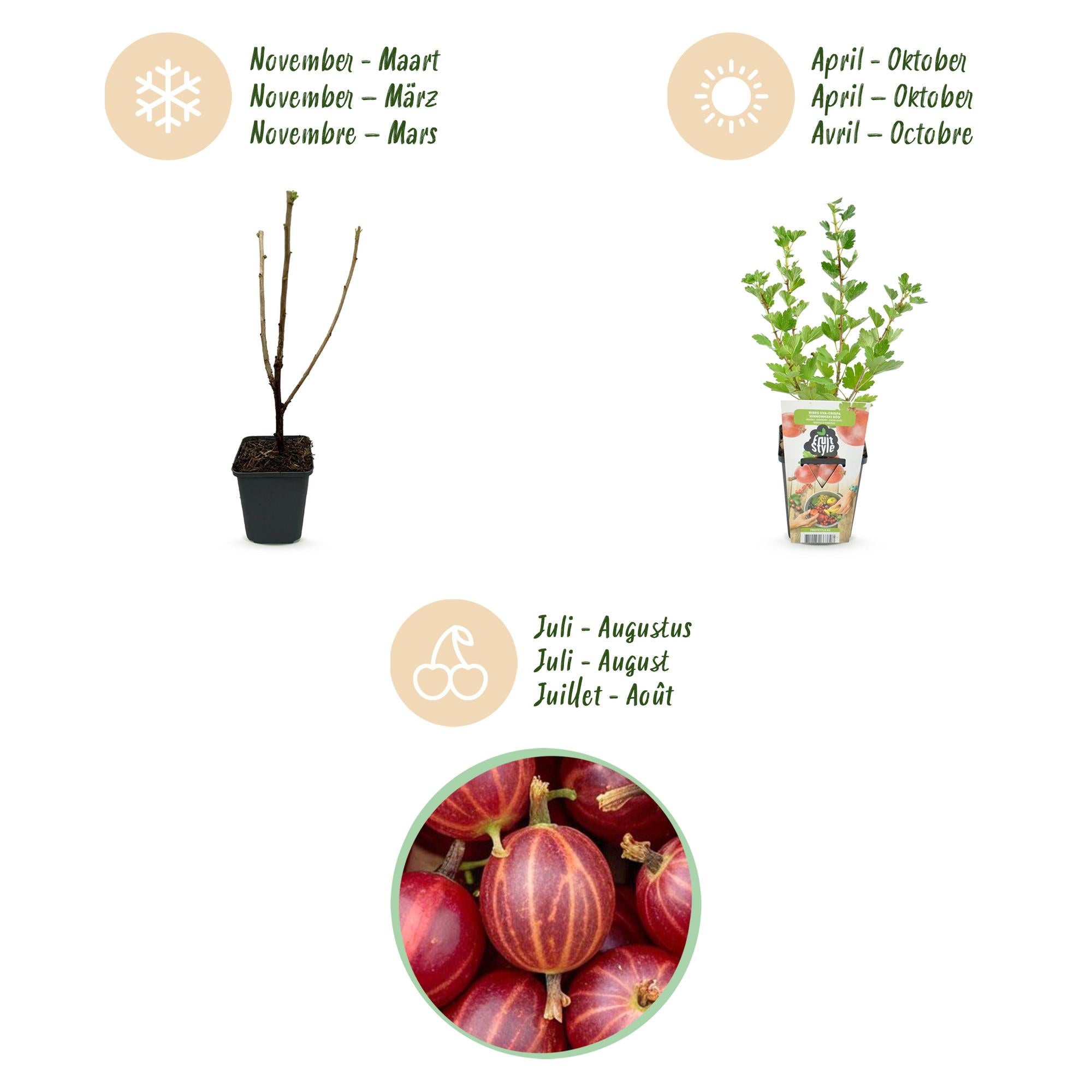 Fruitplanten - Kruisbes - Ribes uva-crispa Hinnonmaki Rod - Winterhard - 3 Planten - Pot 9 cm - Rode Bes