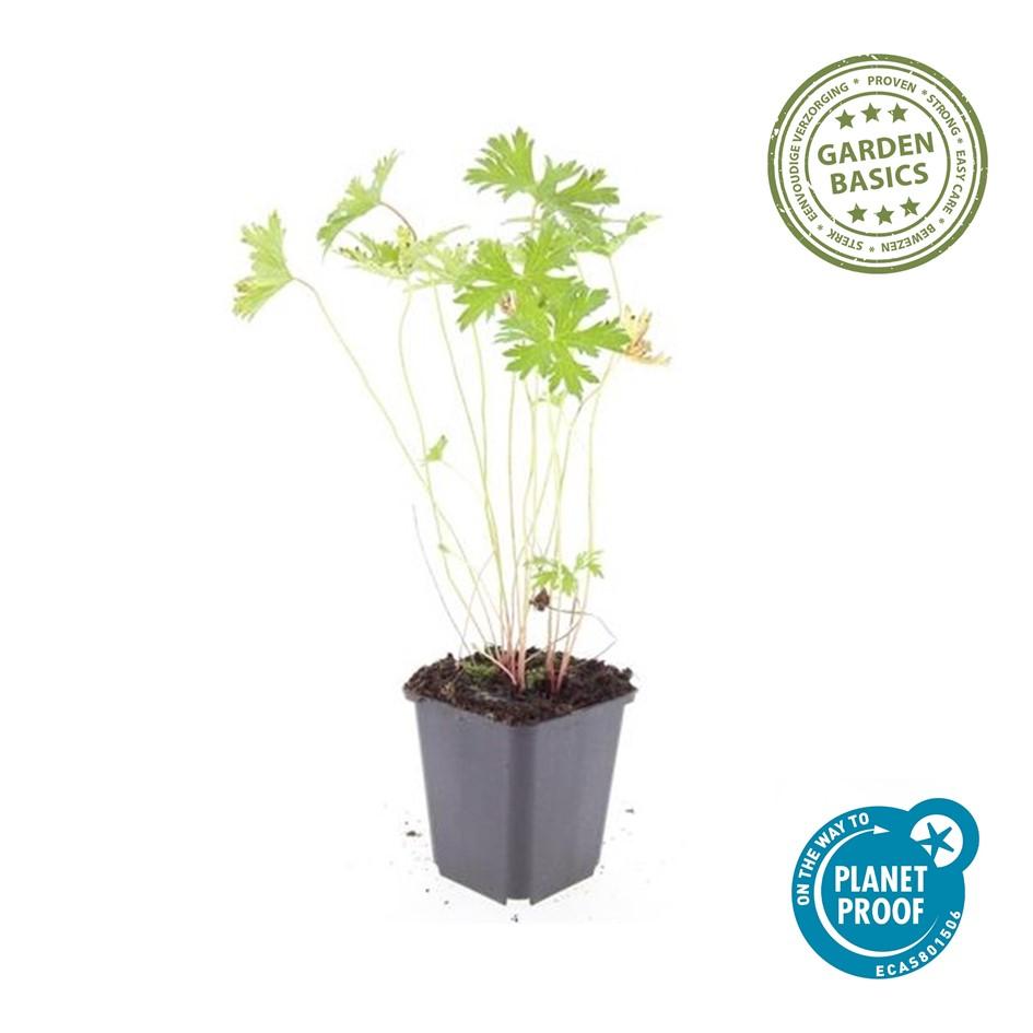 24x Geranium 'Johnson's Blue' - ↕10-25cm - Ø9cm