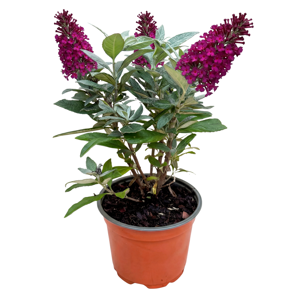 Tuinplant - Buddleja davidii Butterfly Candy Little Ruby - Vlinderstruik - Compact - Rood - 1 Plant - Pot 12cm - Hoogte 20-25cm