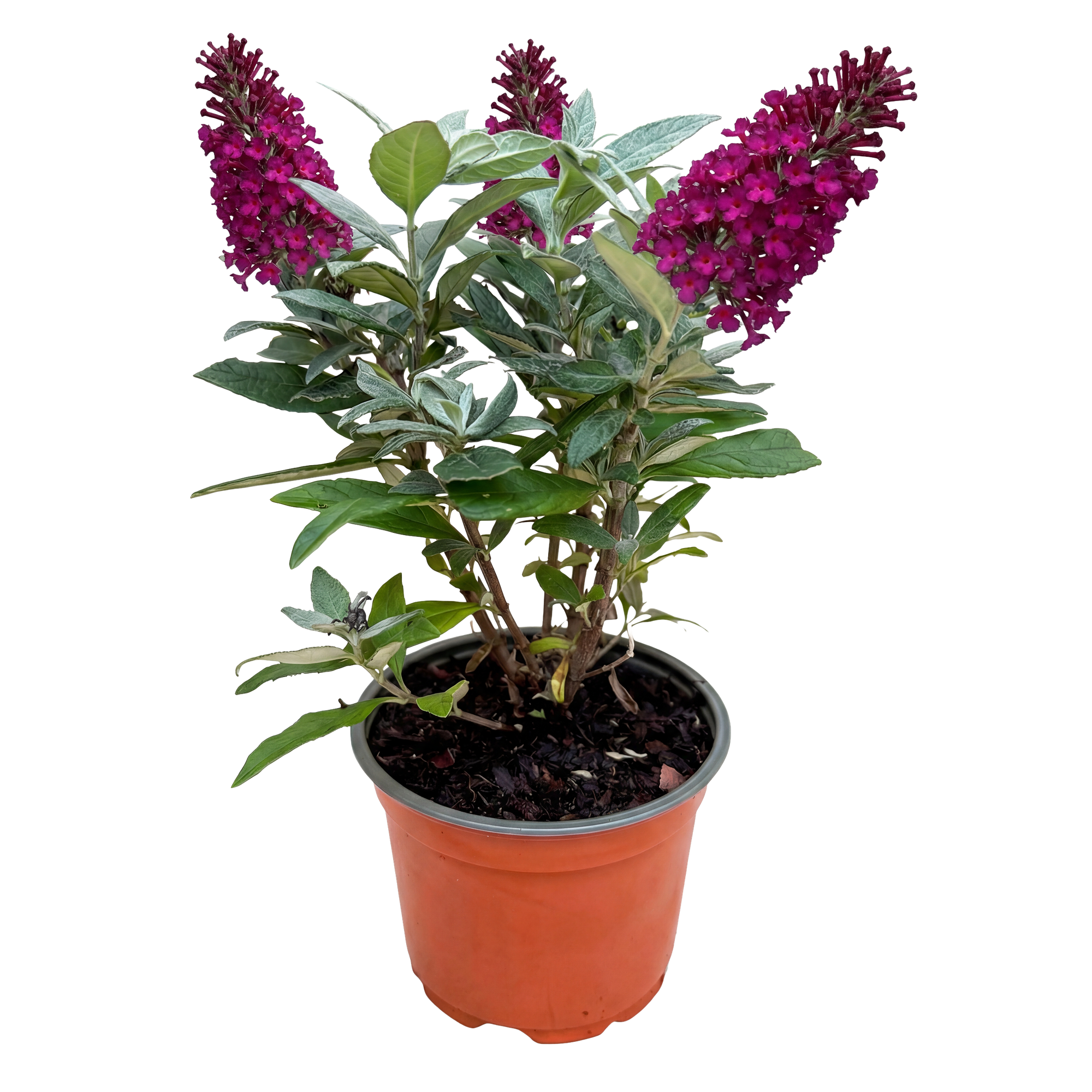 Tuinplant - Buddleja davidii Butterfly Candy Little Ruby - Vlinderstruik - Compact - Rood - 1 Plant - Pot 12cm - Hoogte 20-25cm