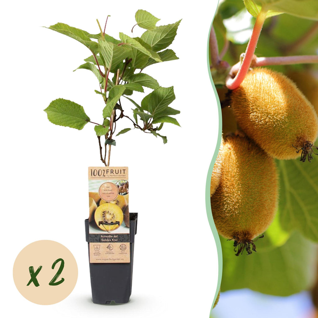 Fruitplant - Actinidia deliciosa Golden Kiwi - Kiwiplant - Vrouwelijk - Gele Vrucht - 2 Planten - Pot 15cm - Hoogte 50cm