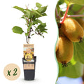 Fruitplant - Actinidia deliciosa Golden Kiwi - Kiwiplant - Vrouwelijk - Gele Vrucht - 2 Planten - Pot 15cm - Hoogte 50cm