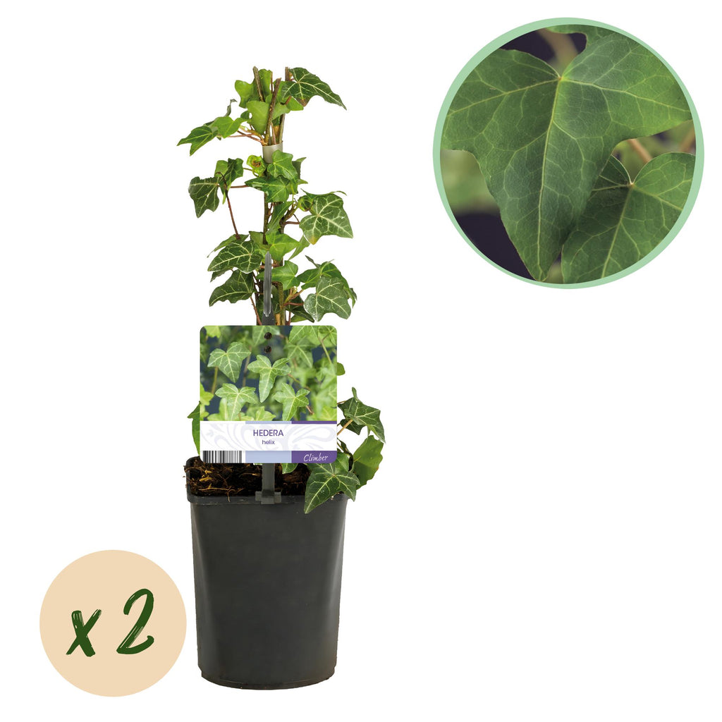 Klimplant - Hedera helix - Blad groen - Groenblijvend - 2 planten - Pot 11cm Hoogte 40cm