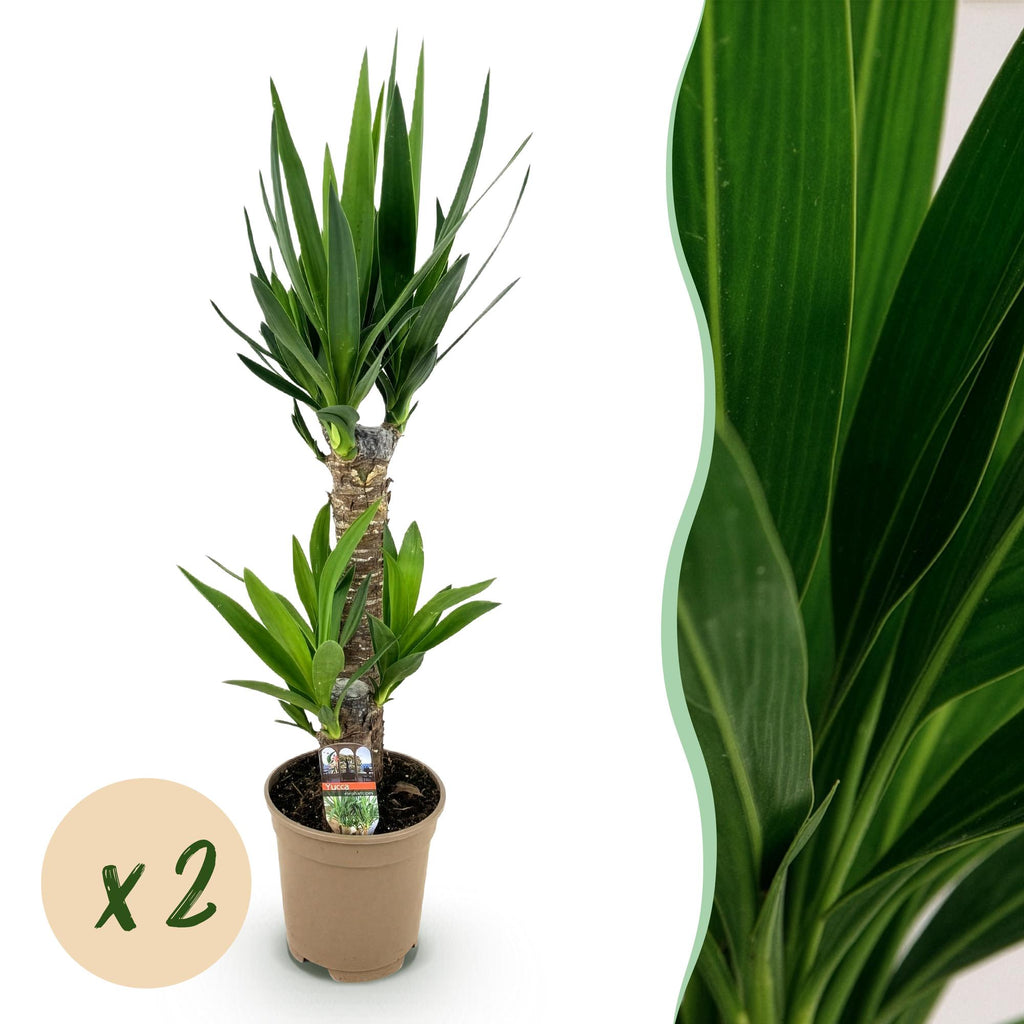 Kamerplant - Yucca elephantipes - Yucca - Weinig onderhoud - Groen - 2 - Pot 17cm - Hoogte 75cm