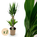Kamerplant - Yucca elephantipes - Yucca - Weinig onderhoud - Groen - 2 - Pot 17cm - Hoogte 75cm