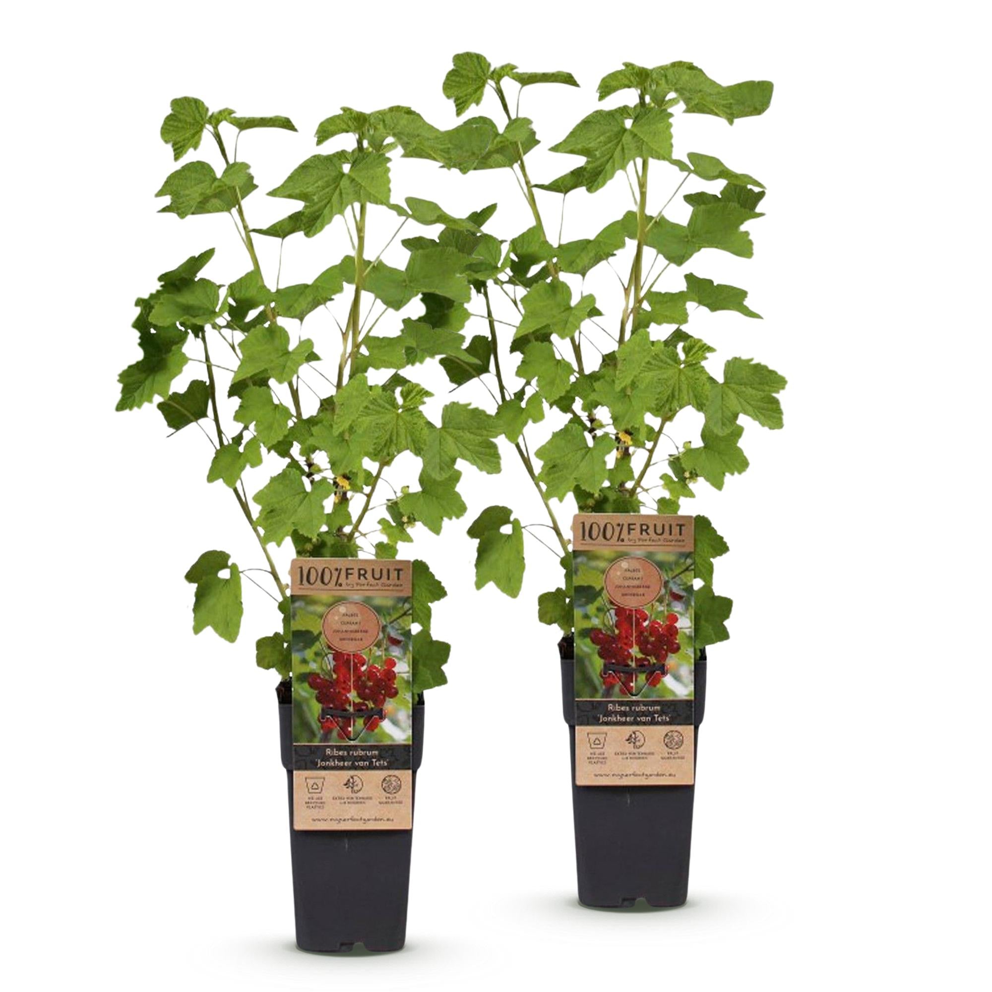 Fruitplant - Ribes rubrum Jonkheer van Tets - Bessenplant - Winterhard - Rode Bes - 2 Planten - Pot 15cm - Hoogte 50cm
