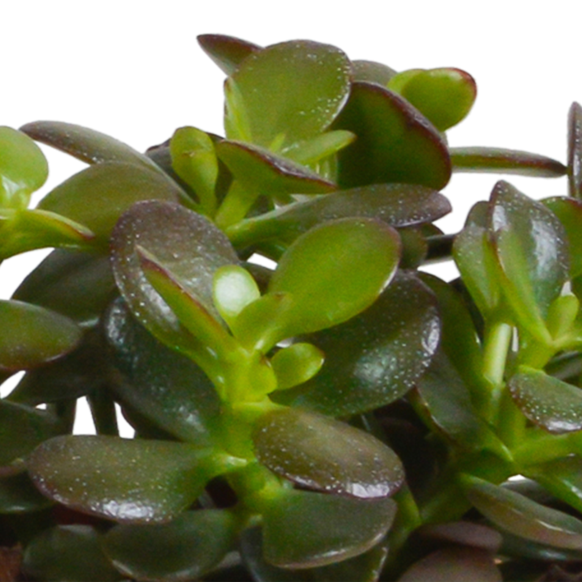 Crassula mix 10,5 cm - 3x - in witte pot