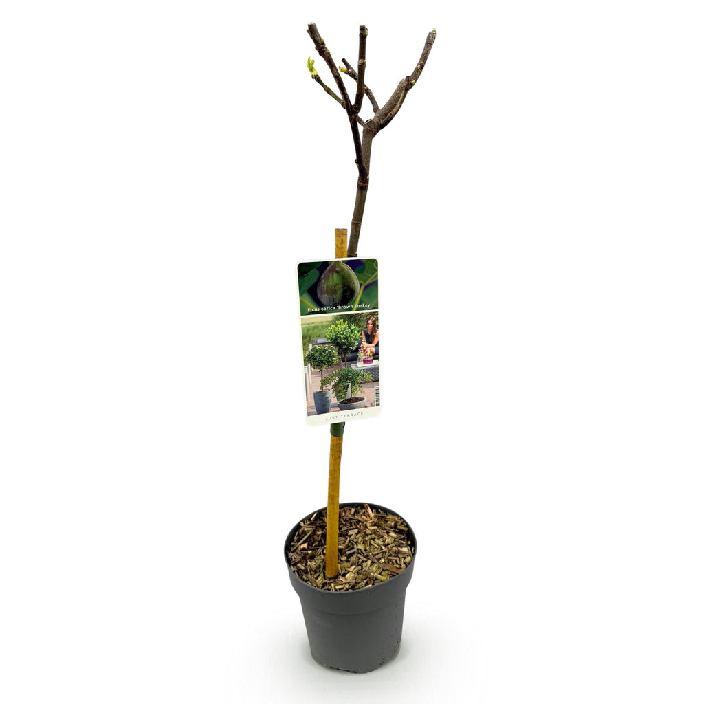 Plant op Stam - Ficus carica Brown Turkey - Terras Plant - Bladverliezend - Winterhard - Groene Vrucht - Pot 19cm Hoogte 90cm