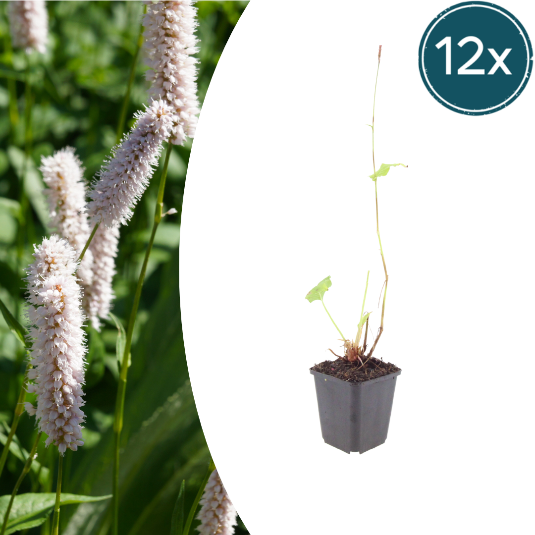 12x Persicaria bistorta 'Superba' - ↕10-25cm - Ø9cm