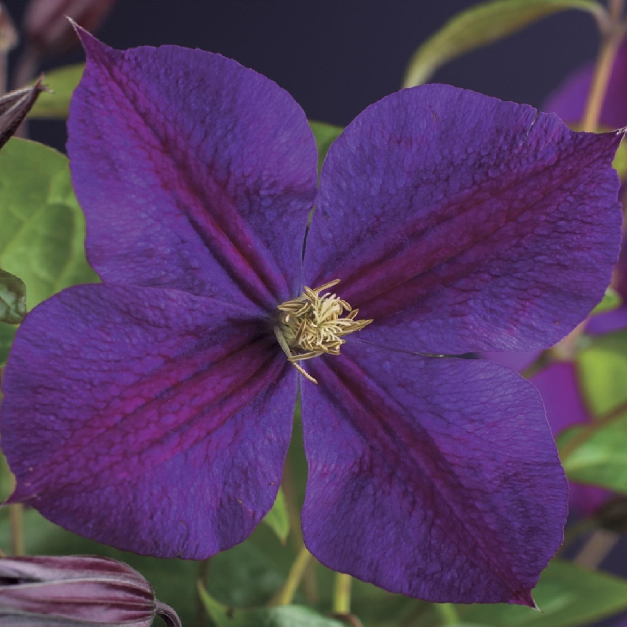 Klimplant - Clematis Star of India - Bloem Roze - Weinig onderhoud -2 planten -  Pot 11cm Hoogte 40cm