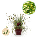 Siergrassen - Carex oshimensis Evergold - Geel & Groen - 2 Planten - Bladhoudend - Weinig Onderhoud - Pot 17cm Hoogte 50cm