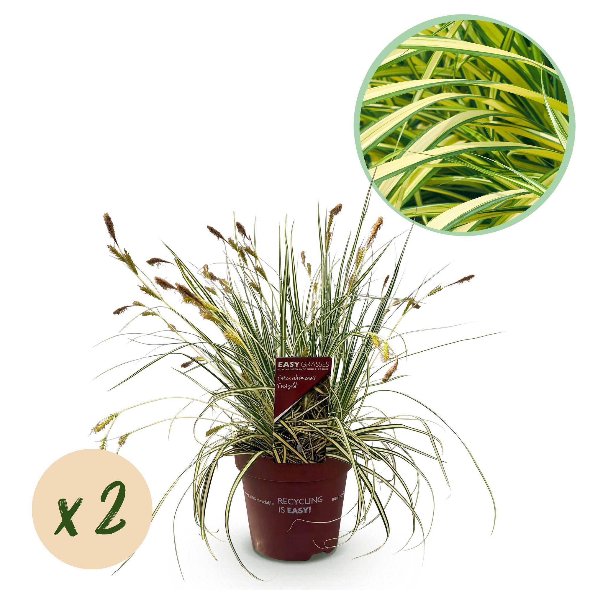 Siergrassen - Carex oshimensis Evergold - Geel & Groen - 2 Planten - Bladhoudend - Weinig Onderhoud - Pot 17cm Hoogte 50cm