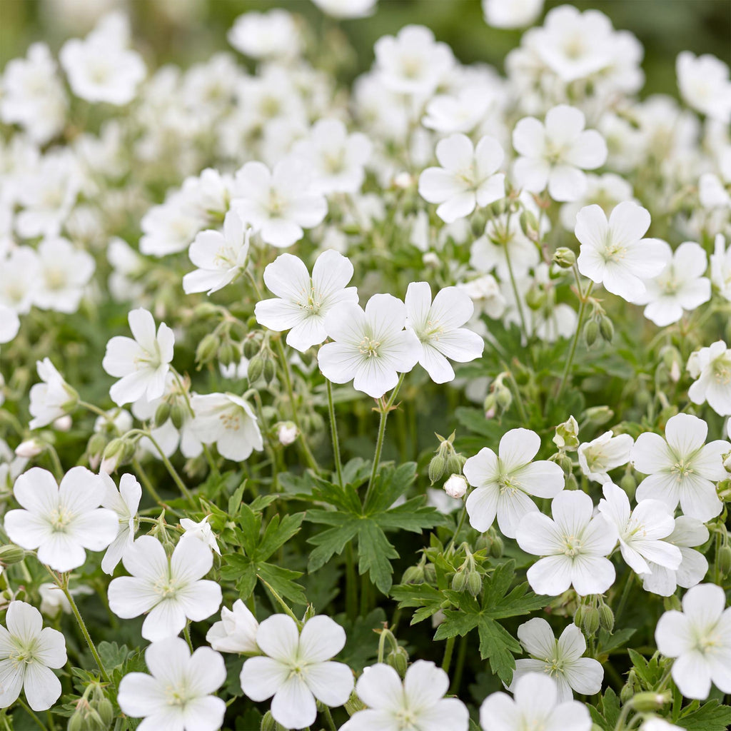 Vasteplant - Geranium sang. Album - Ooievaarsbek - Bodembedekkend - Wit - 1 Plant - Pot 11cm - Hoogte 15-25cm