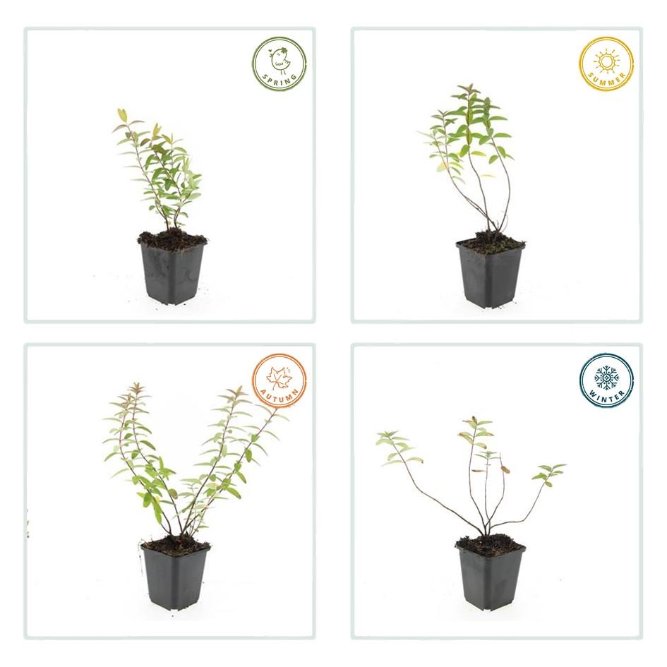 48x Hypericum 'Hidcote' - ↕10-25cm - Ø9cm