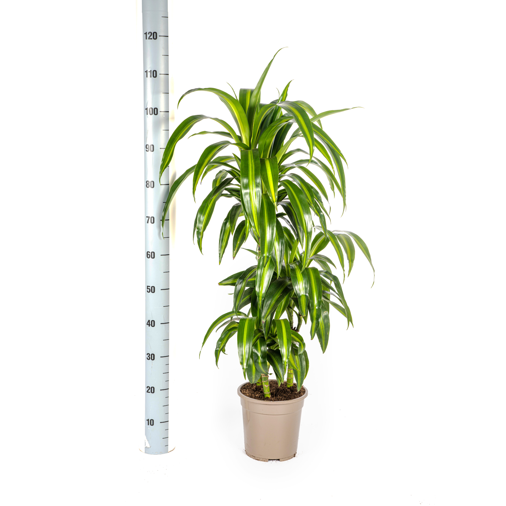 Dracaena Deremensis Hawaiian Sunshine Ø21cm - ↕90 - 110cm