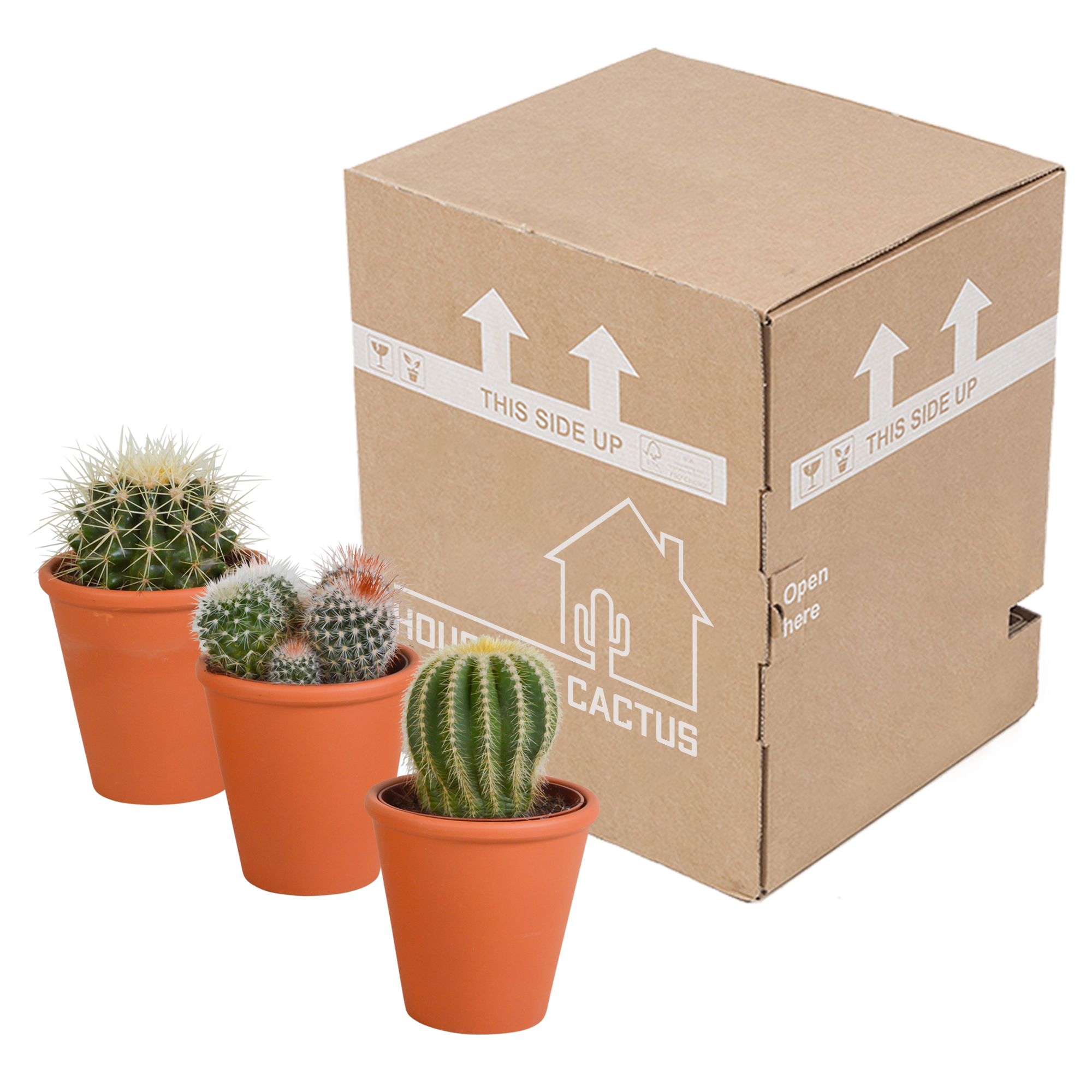 Bolcactus mix 8,5 cm | 3 stuks - in terracotta pot