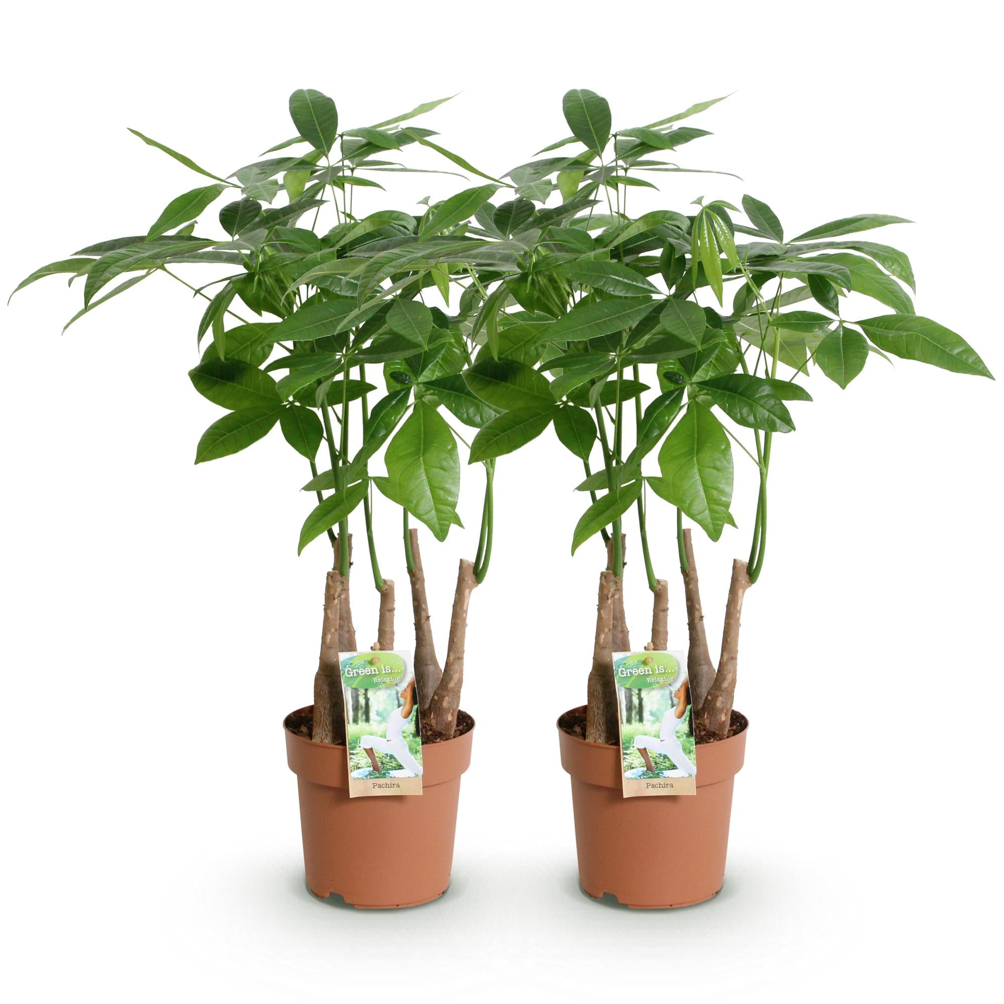 Green is... Kamerplanten - Pachira Aquatica multi stam - Geldboom - Weinig onderhoud - Groen - 2 Planten - Pot 17cm - Hoogte 50-55cm
