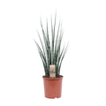 Sansevieria Fernwood Mikado - Ø19cm - ↕80cm