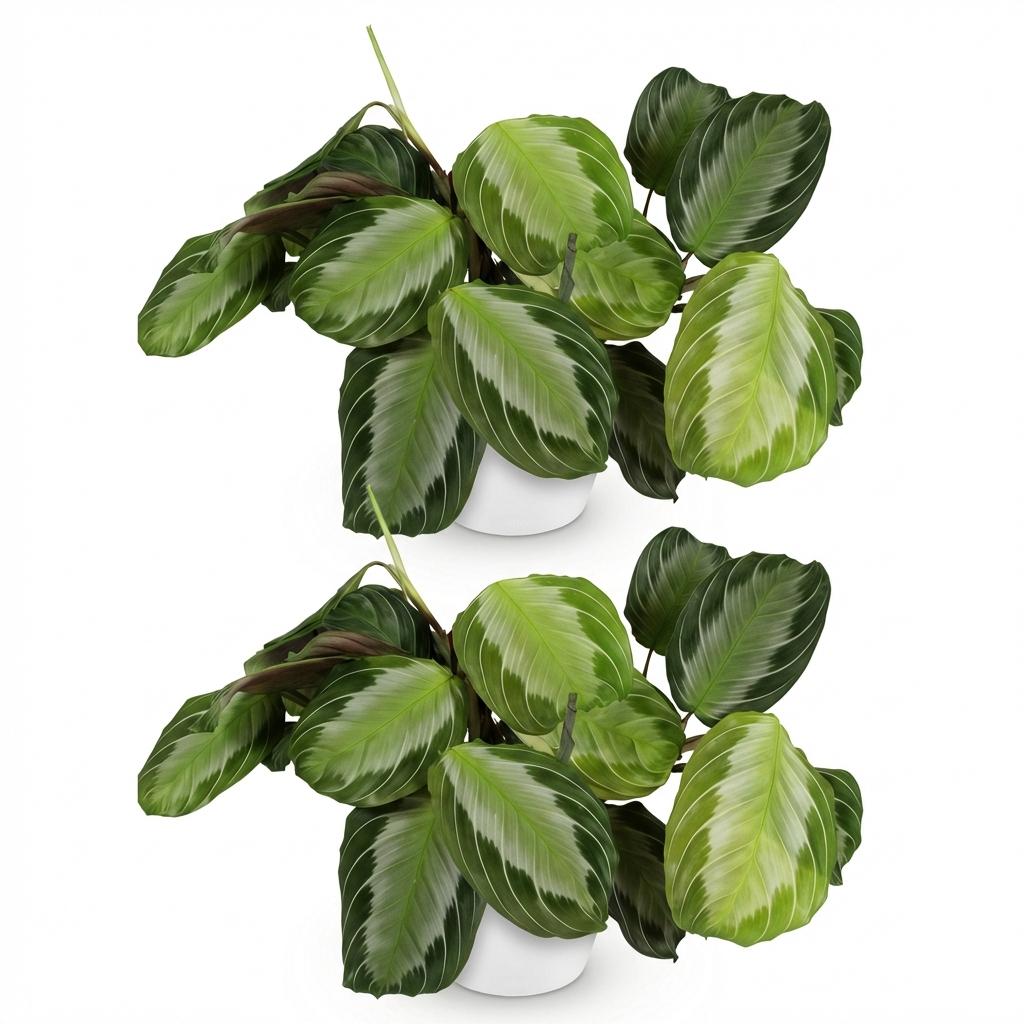Kamerplant - Maranta Fascinator Silverband - Gebedsplant - Huisdiervriendelijke Plant - Groen - 2 Planten - met Potter Wit - Pot 12cm - Hoogte 25cm