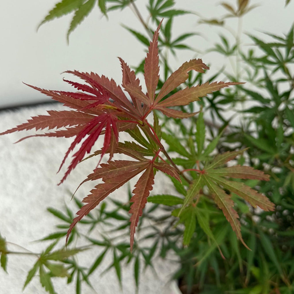 Terrasplant - Japanse Esdoorn - Acer palmatum Jerre Swarts - Donker Rood - 2 Planten - Bladverliezend -  Pot 19cm Hoogte 70cm