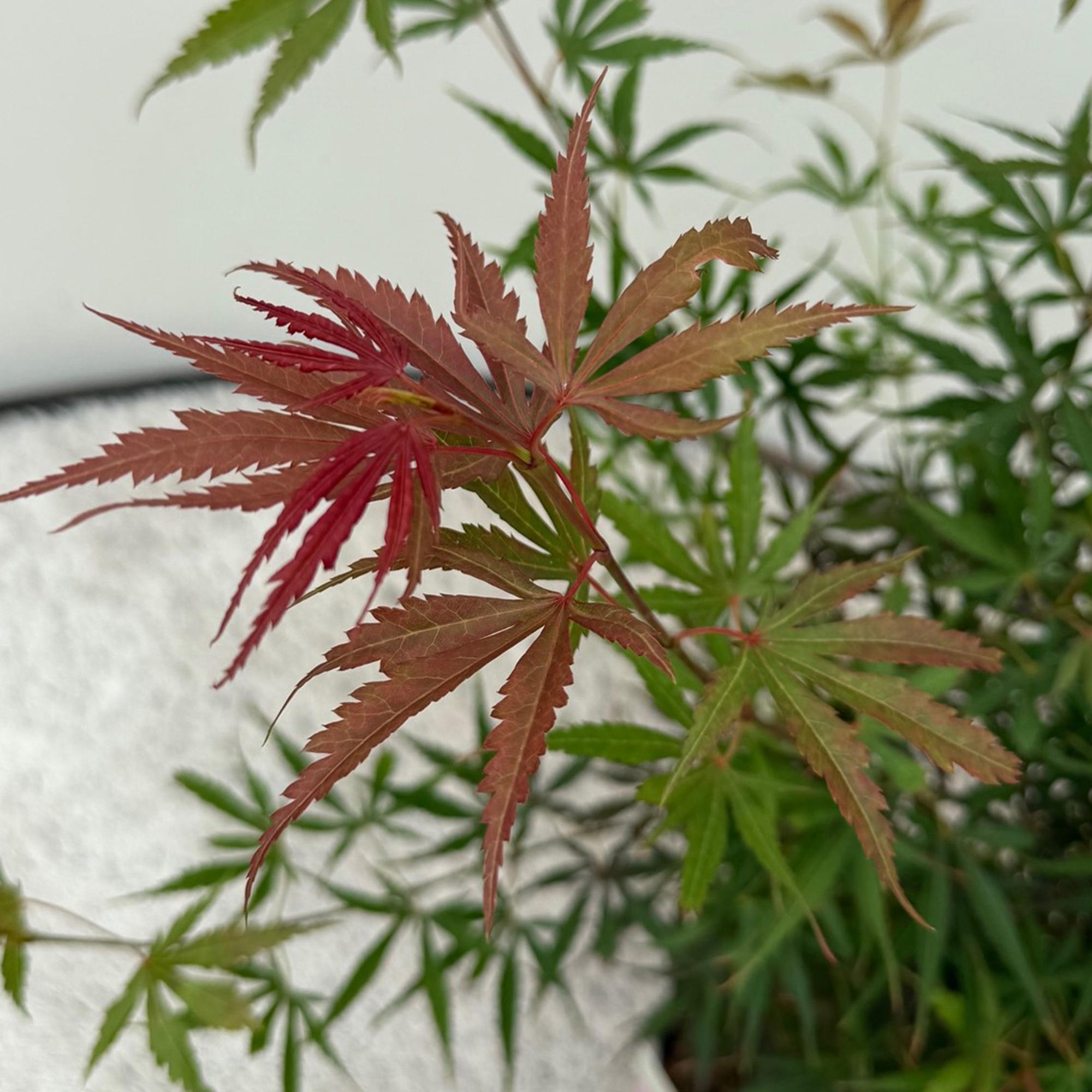 Terrasplant - Japanse Esdoorn - Acer palmatum Jerre Swarts - Donker Rood - 2 Planten - Bladverliezend -  Pot 19cm Hoogte 70cm
