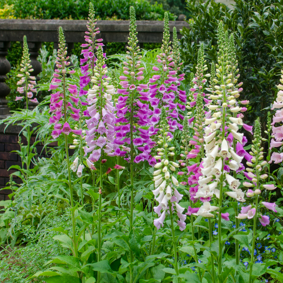 24x Digitalis purpurea - ↕10-25cm - Ø9cm