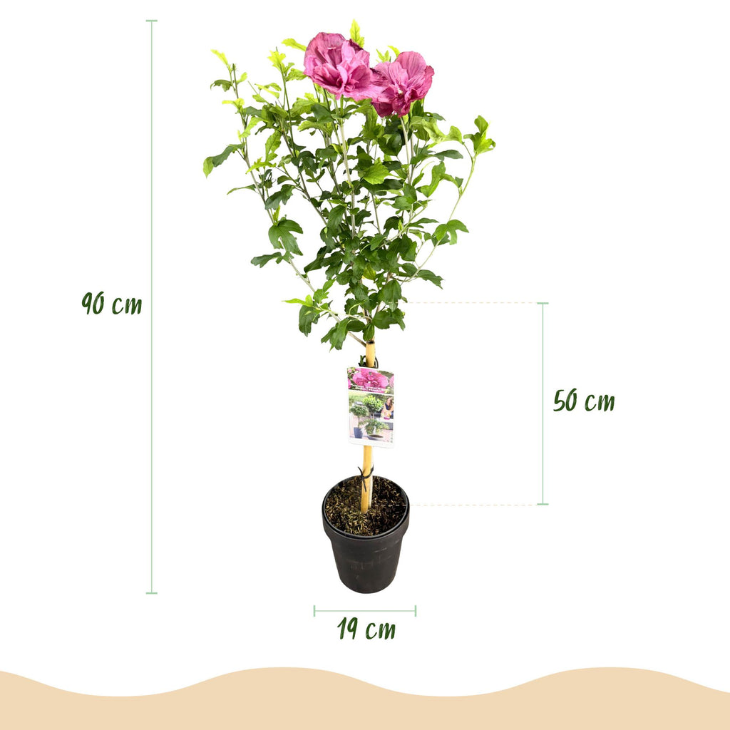 Plant op Stam - Hibiscus syriacus Magenta Chiffon® - Terras Plant - Bladverliezend - Winterhard - Roze Bloem - Pot 19cm Hoogte 90cm