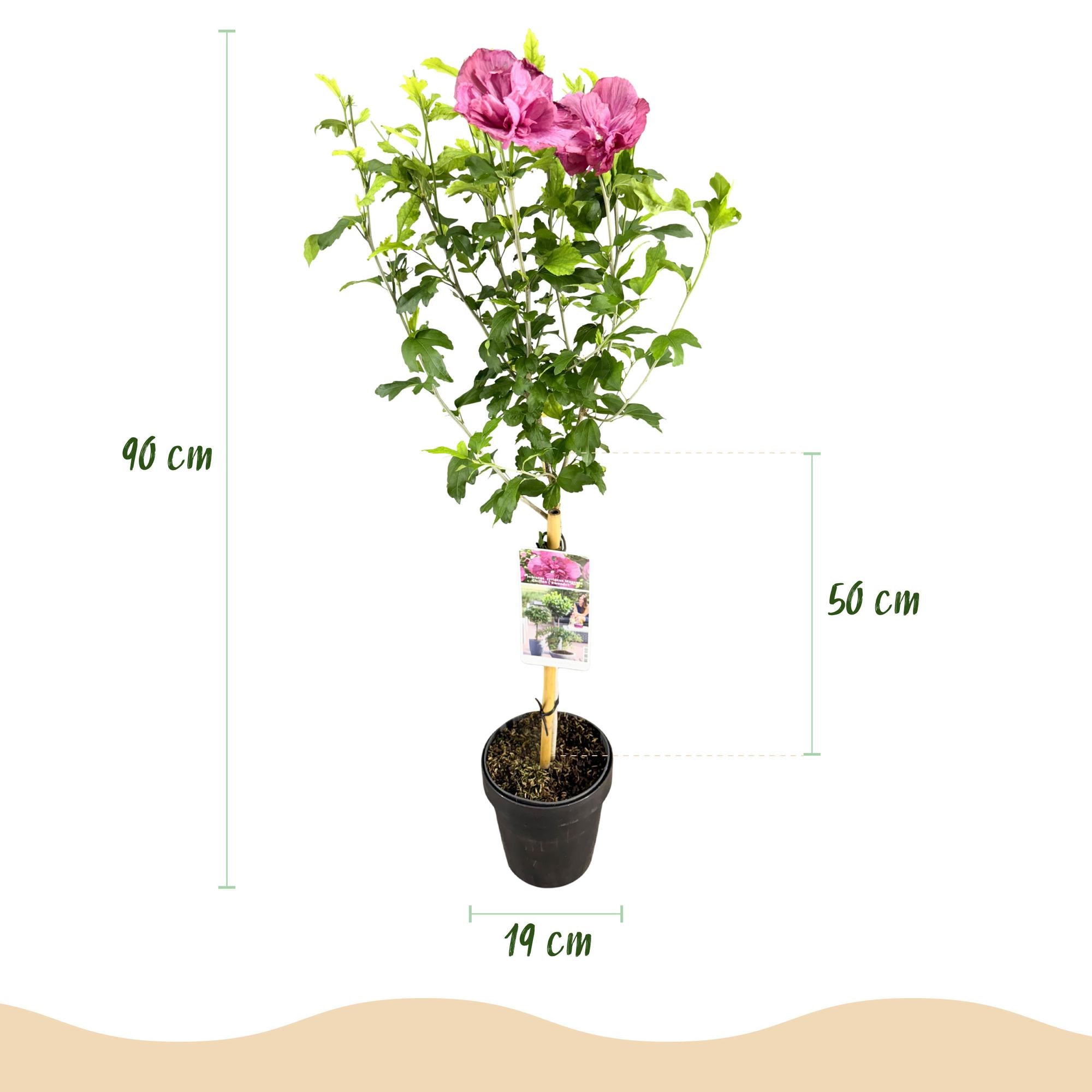 Plant op Stam - Hibiscus syriacus Magenta Chiffon® - Terras Plant - Bladverliezend - Winterhard - Roze Bloem - Pot 19cm Hoogte 90cm