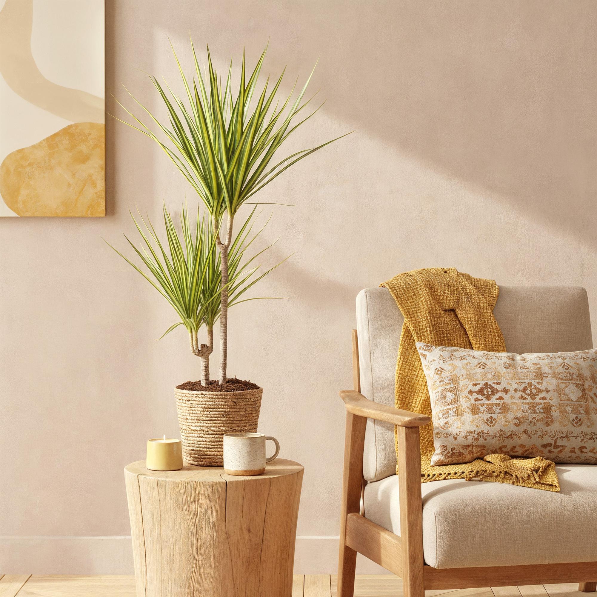 Green is... Kamerplanten - Dracaena Sunray - Drakenbloedboom - Weinig onderhoud - Groen - 2 Planten - Pot 17cm - Hoogte 70-75cm