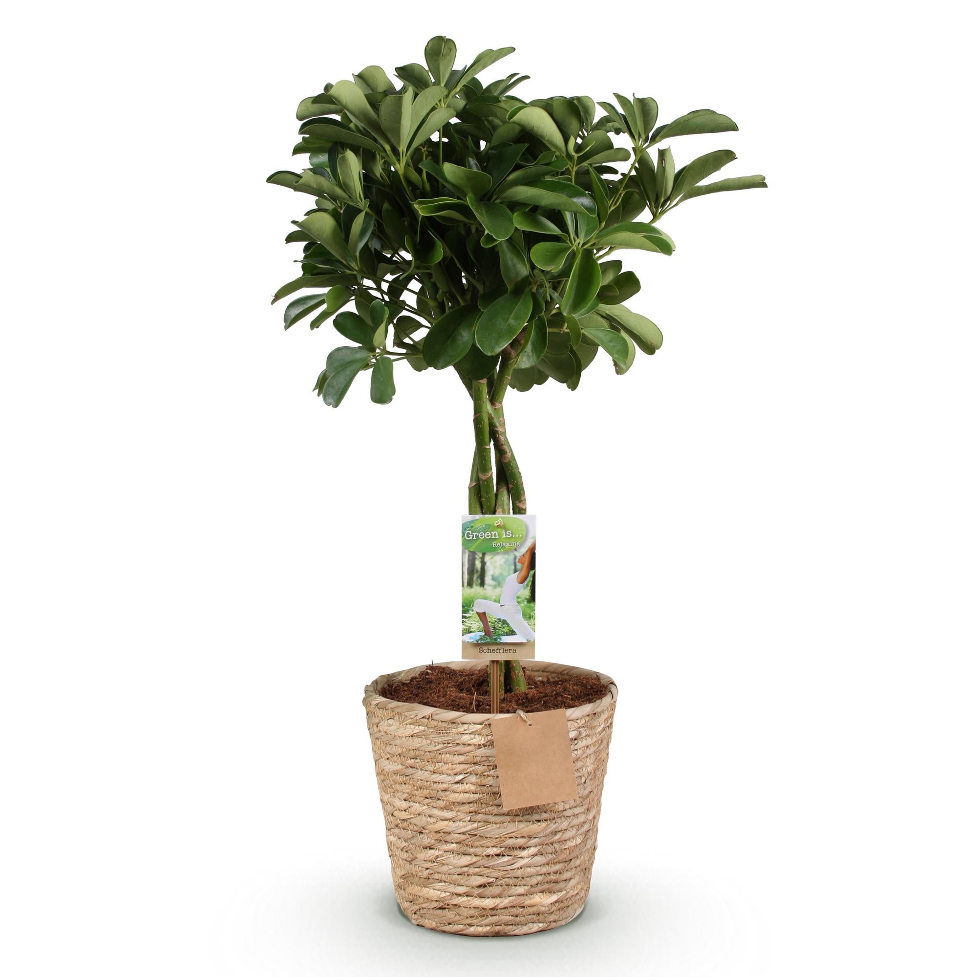 Green is... Kamerplanten - Schefflera Nora - Vingerboom - Weinig onderhoud - met mand - Groen - 1 Plant - Pot 21cm - Hoogte 70-82cm