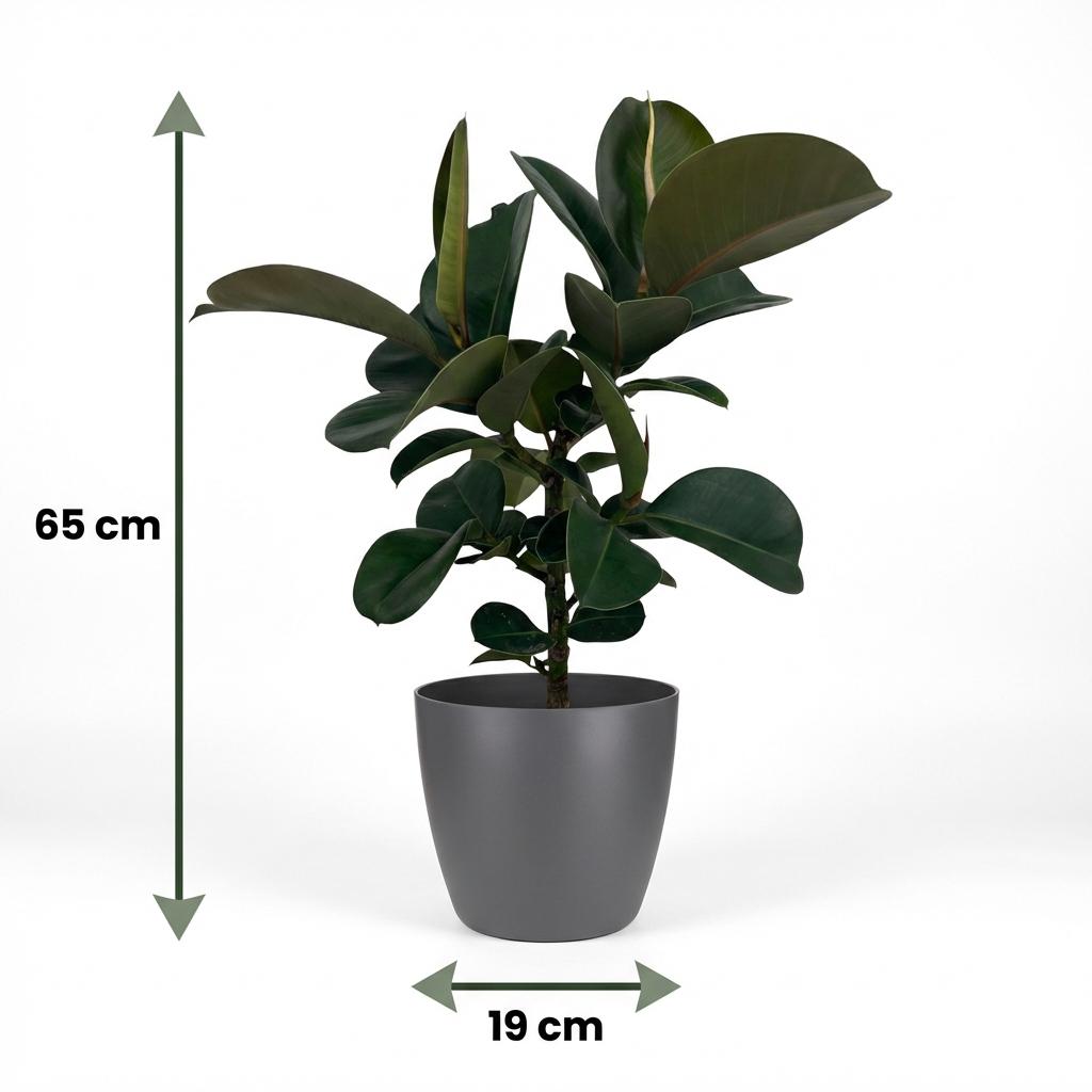 Kamerplant - Rubberplant - Ficus Elastica Cloe - Groen - Weinig onderhoud - 1 Plant - met Potter Grijs - Pot 19cm - Hoogte 65cm