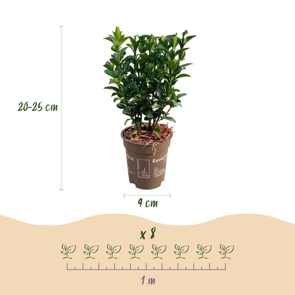 16x Euonymus japonica Green Spire - Kardinaalsmuts - Haagplanten - Groenblijvend - Groen - Pot 9cm - Hoogte 20-25cm