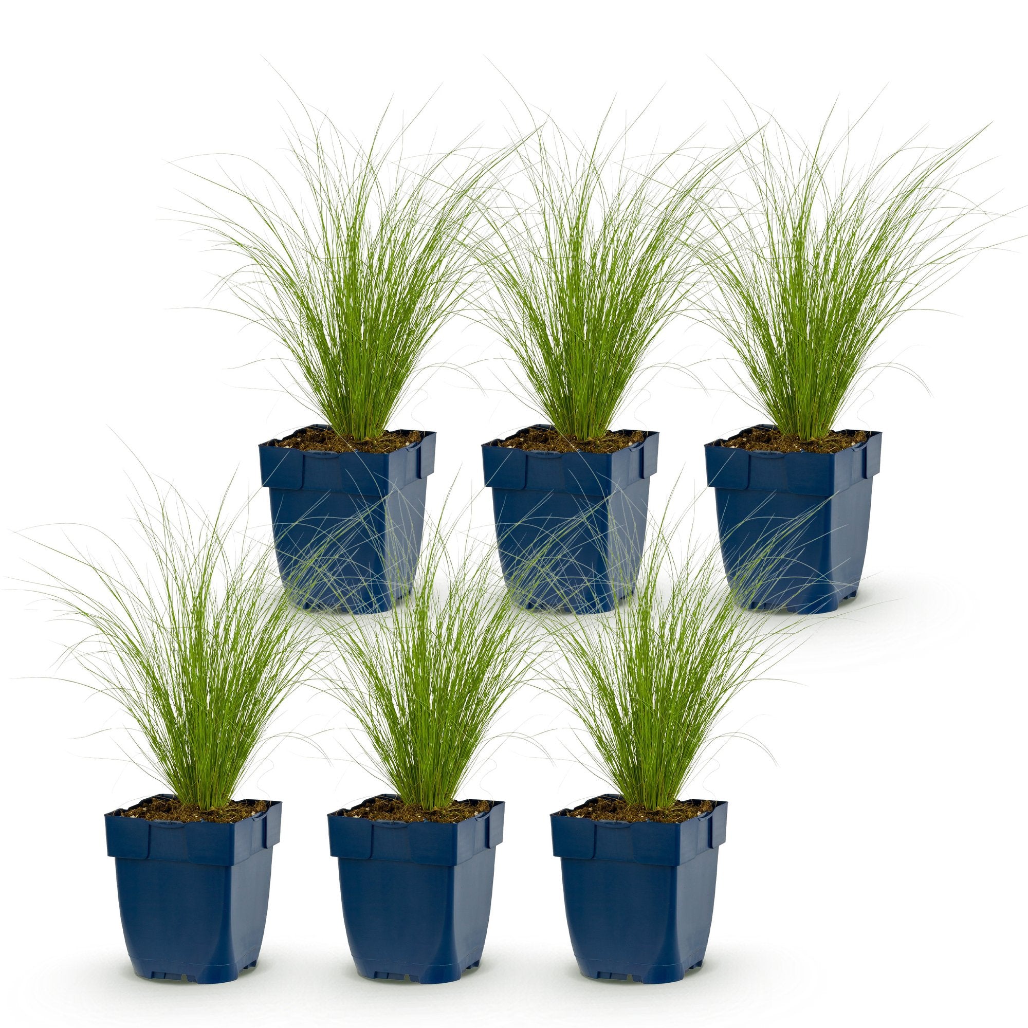 Grassen - Stipa tenuissima Ponytails - Vedergras - Groenblijvend - Groen - 6 Planten - Pot 11cm - Hoogte 15-25cm