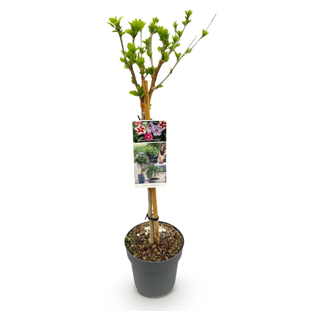 Plant op Stam - Hibiscus syriacus Tricolour  - Terras Plant - Bladverliezend - Winterhard - Witte, Roze, Paarse Bloem - Pot 19cm Hoogte 90cm