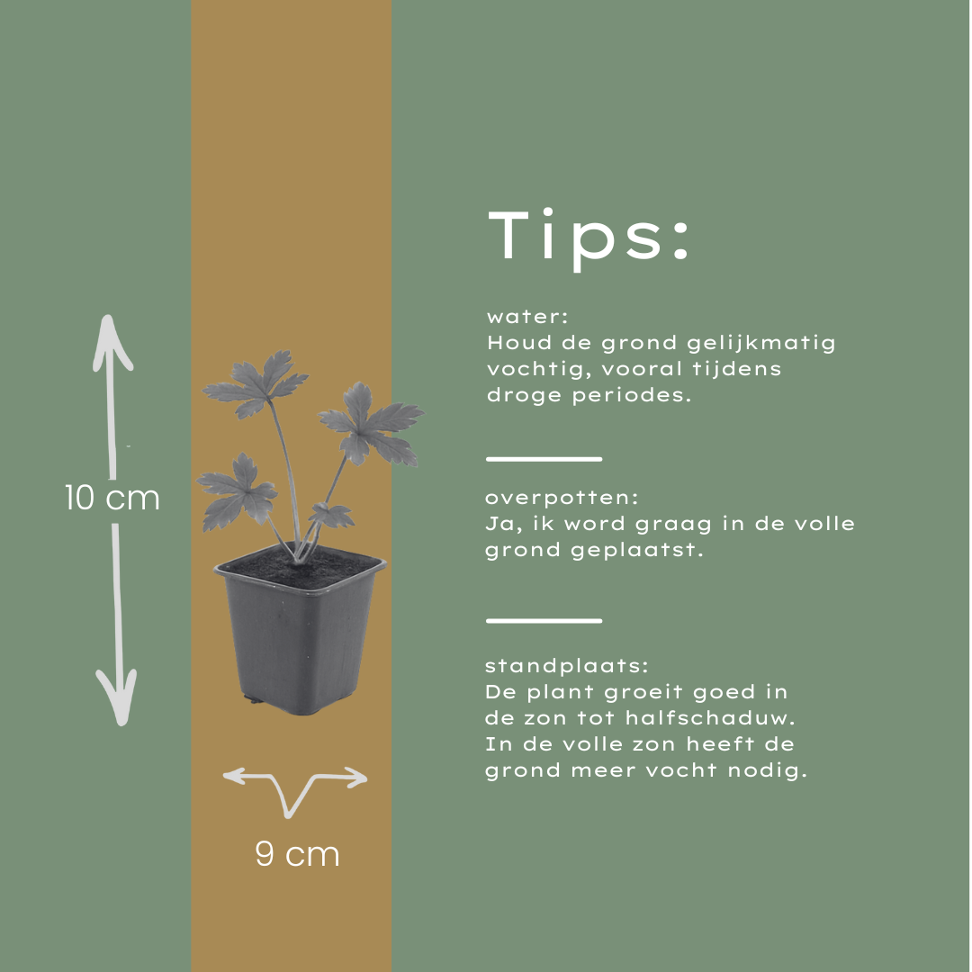 24x Astrantia major - ↕10-25cm - Ø9cm