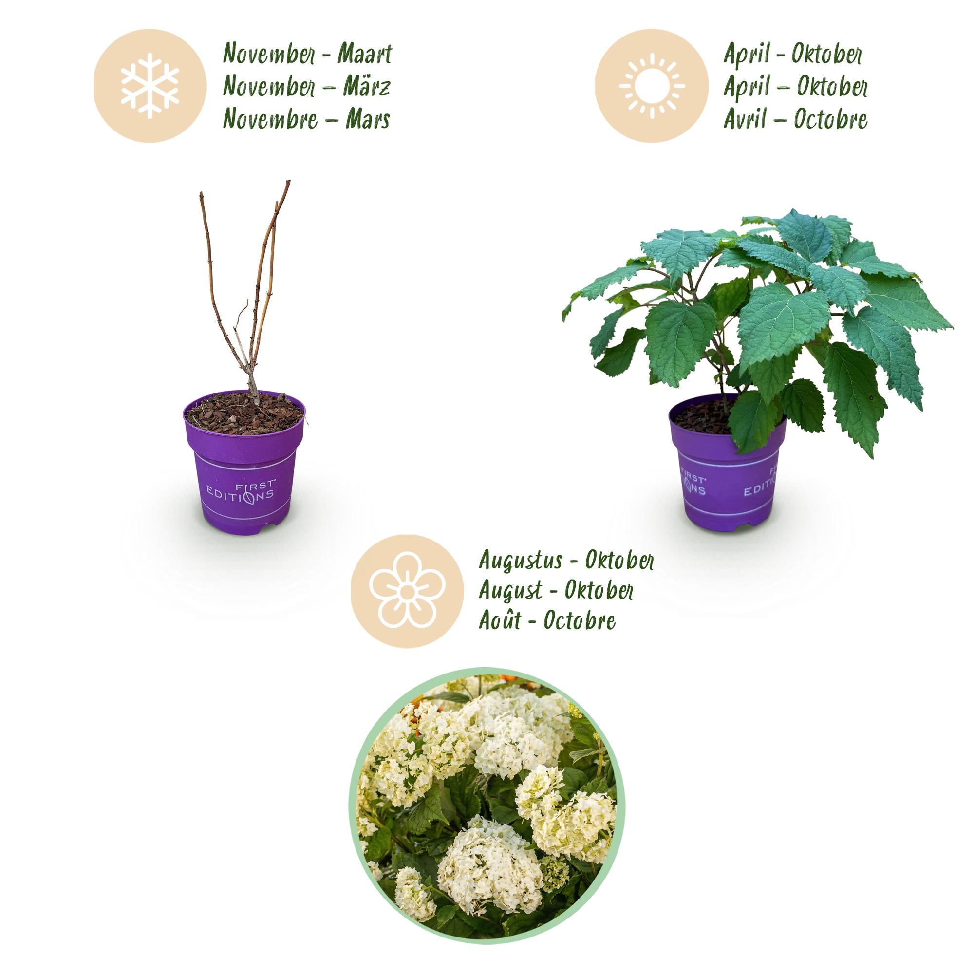 Tuinplant - Hydrangea arborescens FlowerWOW - Hortensia - Winterhard - Wit - 3 Planten - Pot 14cm - Hoogte Hoogte 20-30cm