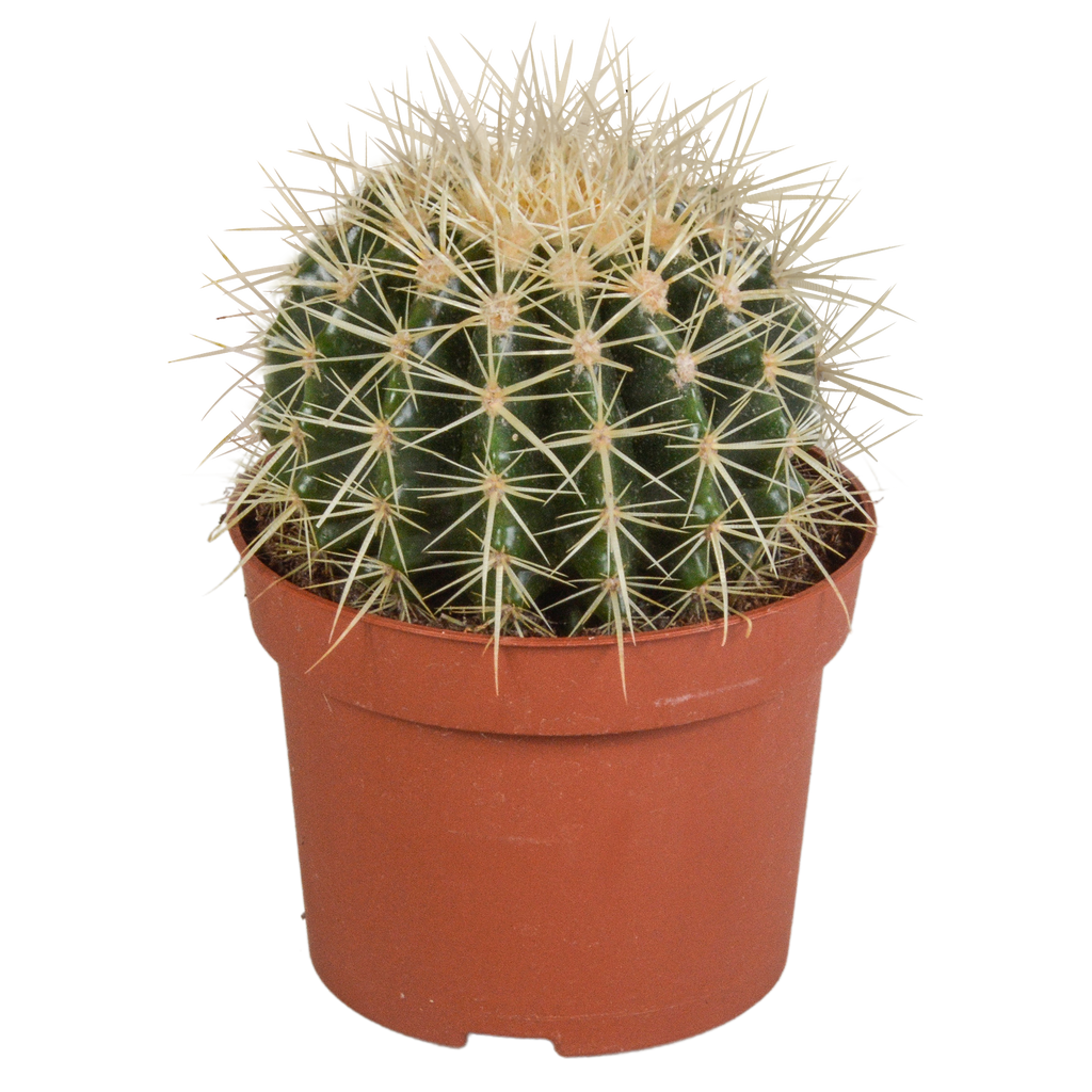 Echinocactus grusonii 12cm