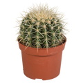 Echinocactus grusonii 12cm
